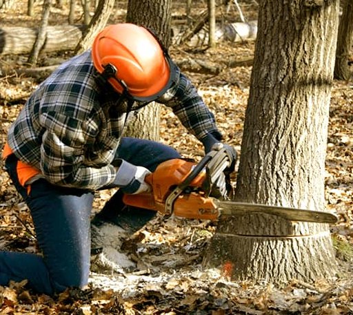 Tree Removal in Alma, IL